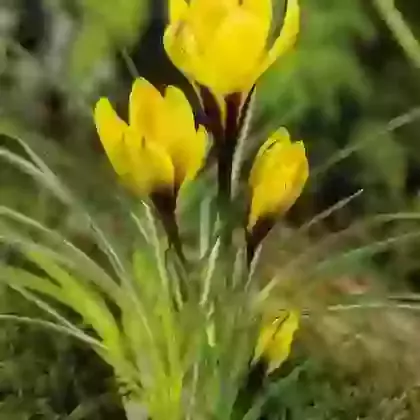 Kiss of Spring